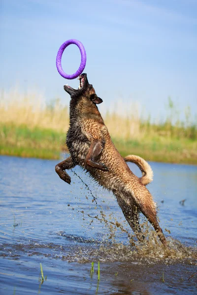 Animal dog — Stock Photo, Image