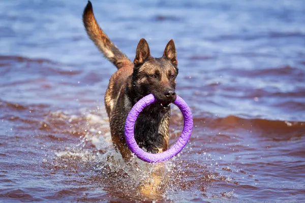 Cane animale — Foto Stock