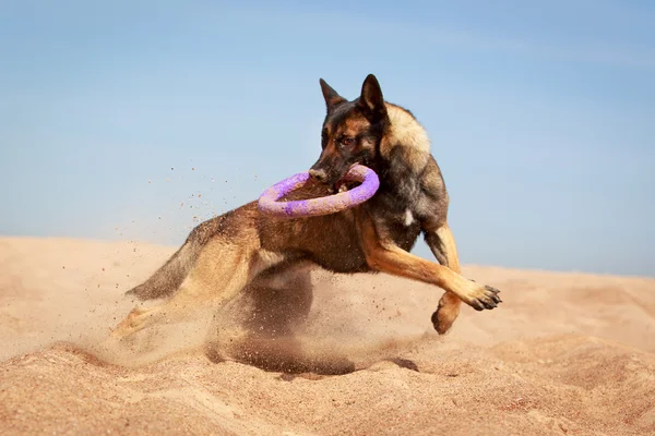 Djur hund — Stockfoto