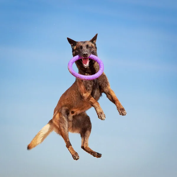 Tierischer Hund — Stockfoto