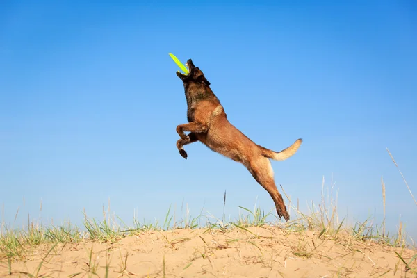 Tierischer Hund — Stockfoto