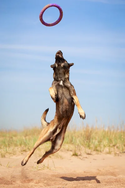 Hayvan köpek — Stok fotoğraf