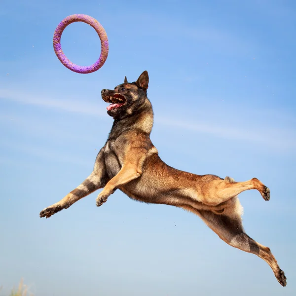 動物犬 — ストック写真