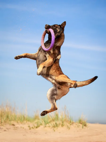 Câine animal — Fotografie, imagine de stoc