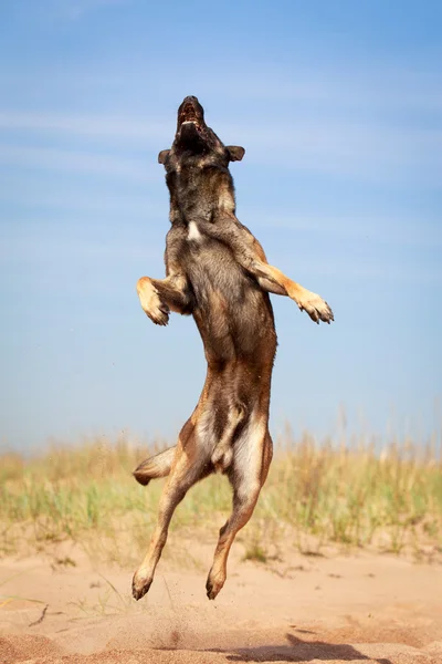 Tierischer Hund — Stockfoto