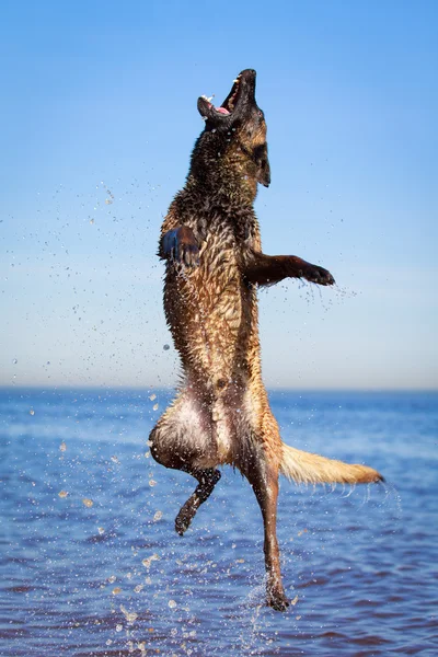 Cane animale — Foto Stock