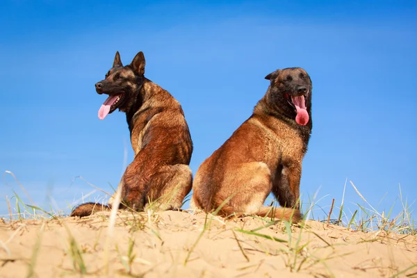 Tierischer Hund — Stockfoto