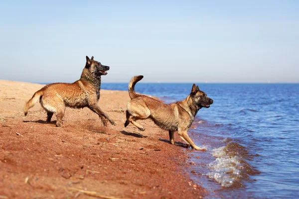 Perro animal — Foto de Stock