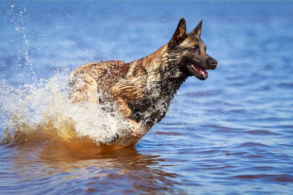 Tierischer Hund — Stockfoto