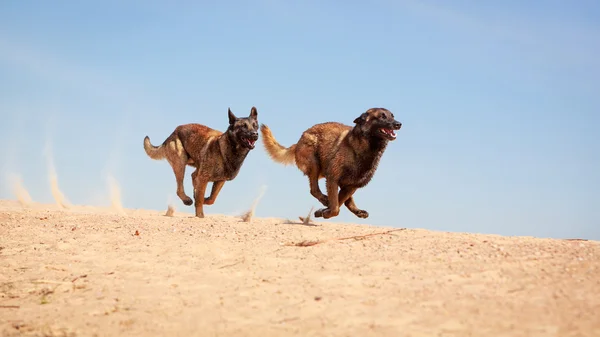 동물 개 — 스톡 사진