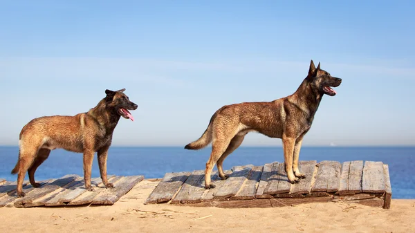 Perro animal — Foto de Stock