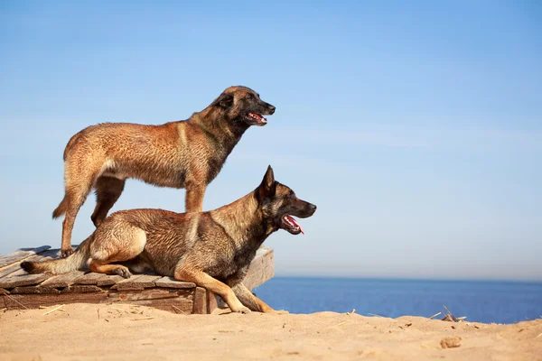 Tierischer Hund — Stockfoto