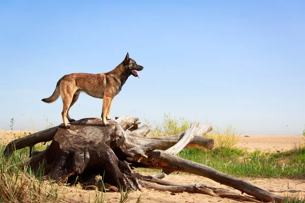 Hayvan köpek — Stok fotoğraf