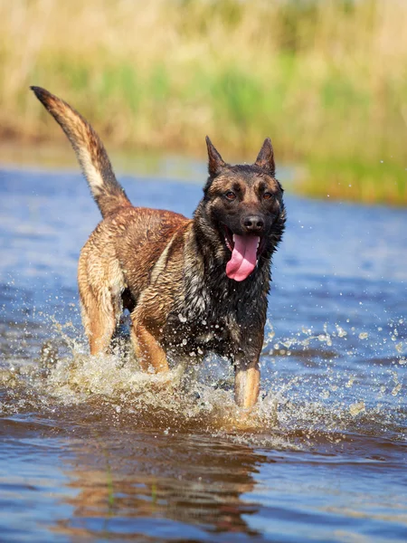 Hayvan köpek — Stok fotoğraf