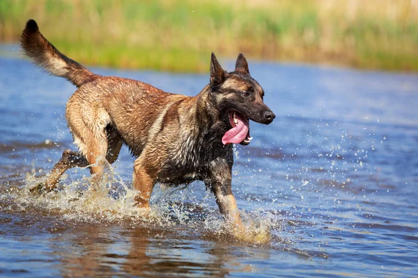 Hayvan köpek — Stok fotoğraf