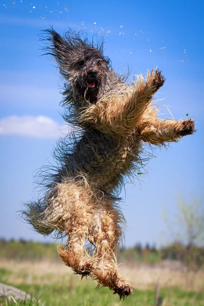 Perro animal — Foto de Stock