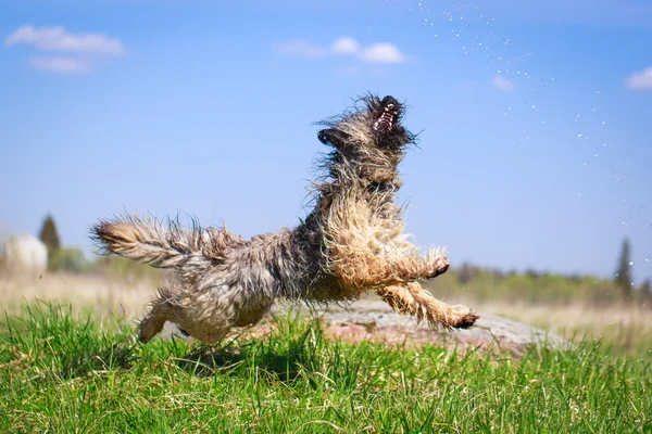 Animal dog — Stock Photo, Image