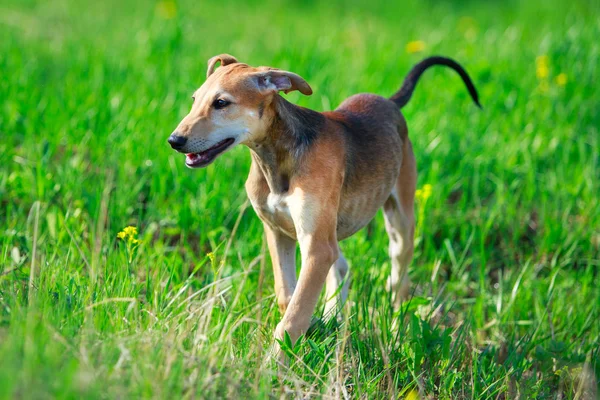 Animal dog — Stock Photo, Image