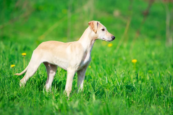 Dierlijke hond — Stockfoto