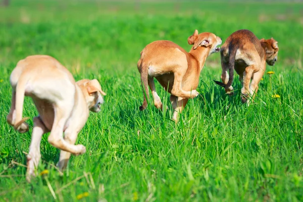 Animal dog — Stock Photo, Image