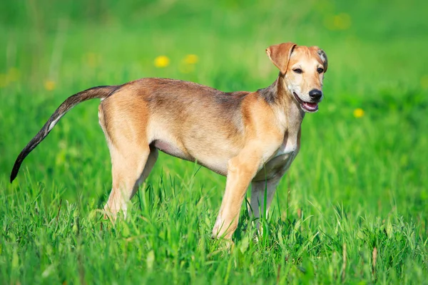 Животный пес — стоковое фото