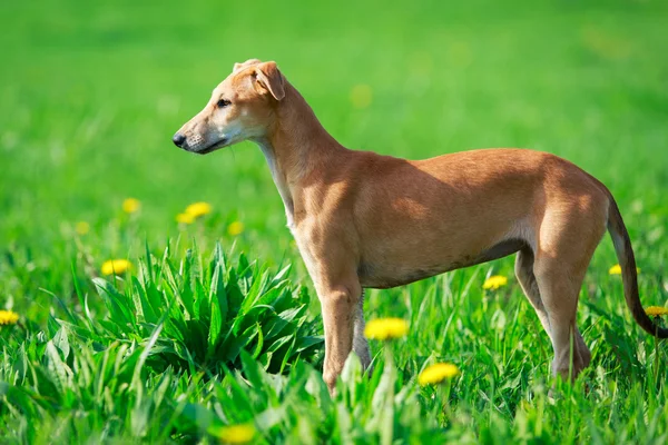 動物犬 — ストック写真