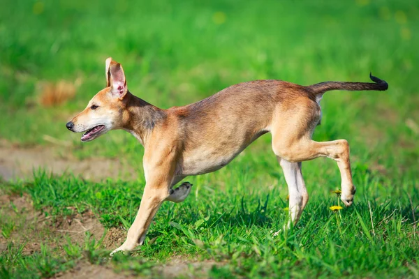 Cão animal — Fotografia de Stock