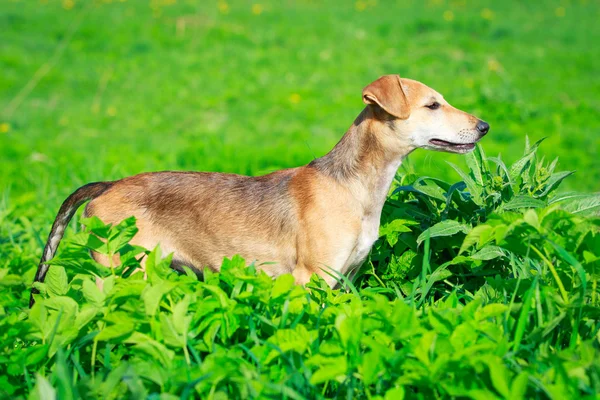 Cão animal — Fotografia de Stock