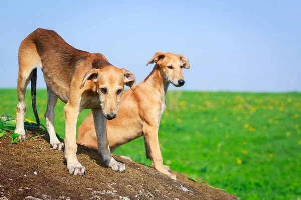 Tierischer Hund — Stockfoto