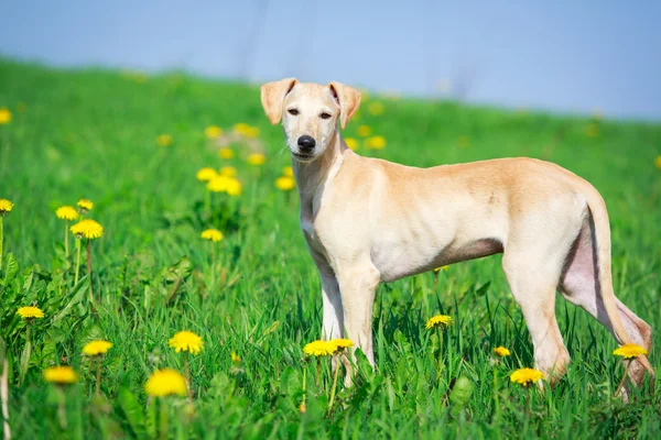 Djur hund — Stockfoto