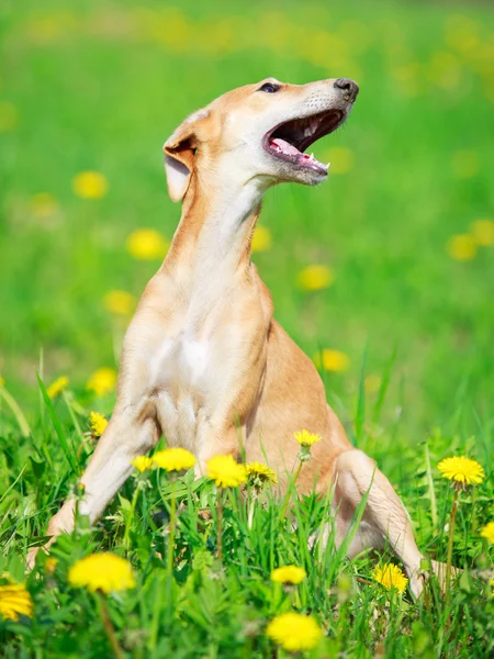 Animal dog — Stock Photo, Image