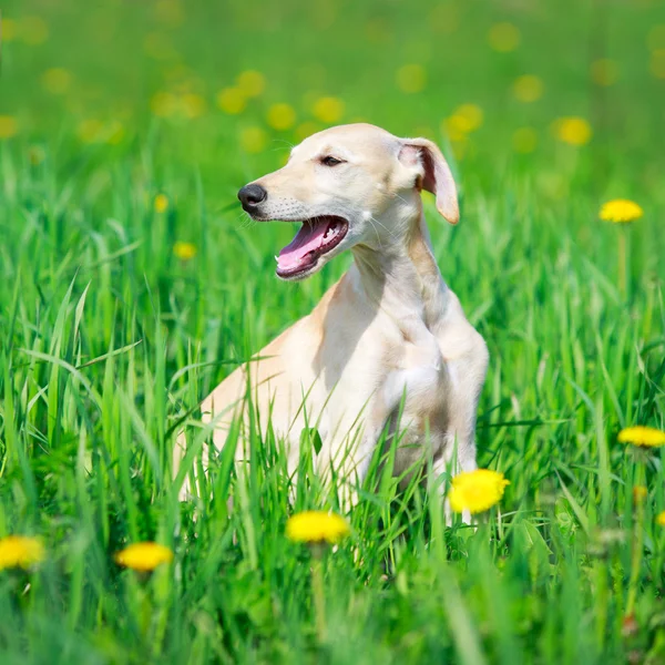 Cão animal — Fotografia de Stock