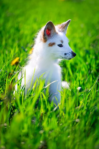 White-red fox — Stock Photo, Image