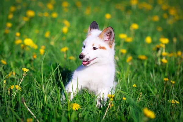 Röd-fox — Stockfoto