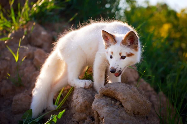 Raposa branca-vermelha — Fotografia de Stock