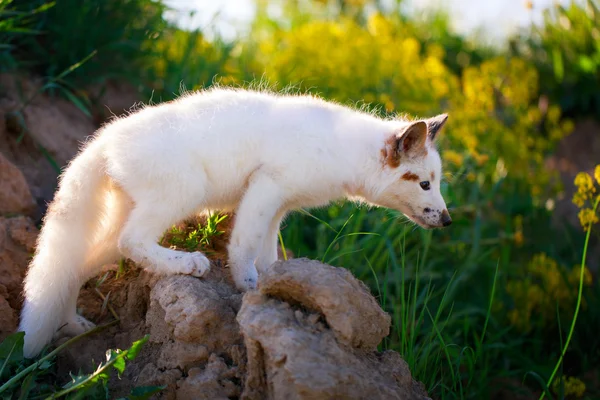 White-red fox — Stock Photo, Image