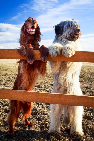 Animais — Fotografia de Stock