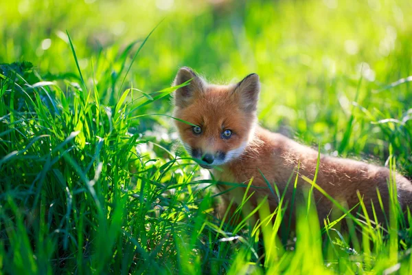 Animais — Fotografia de Stock