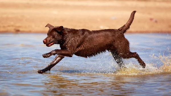 Animal — Stock Photo, Image