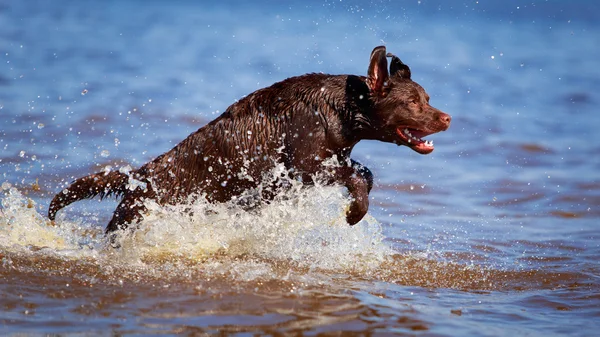 Animal — Stock Photo, Image