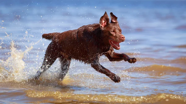 Animales. —  Fotos de Stock