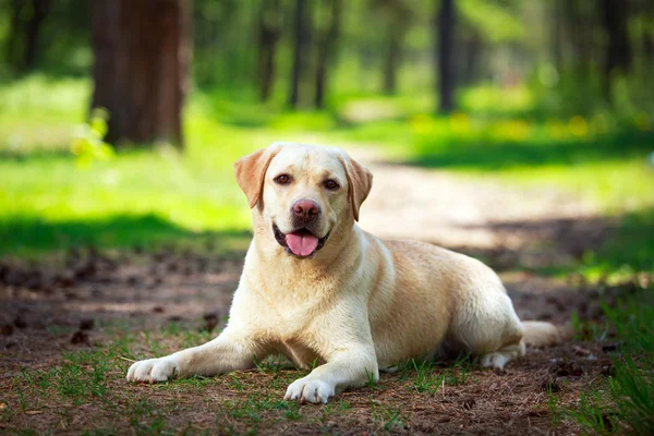 Animal — Stock Photo, Image