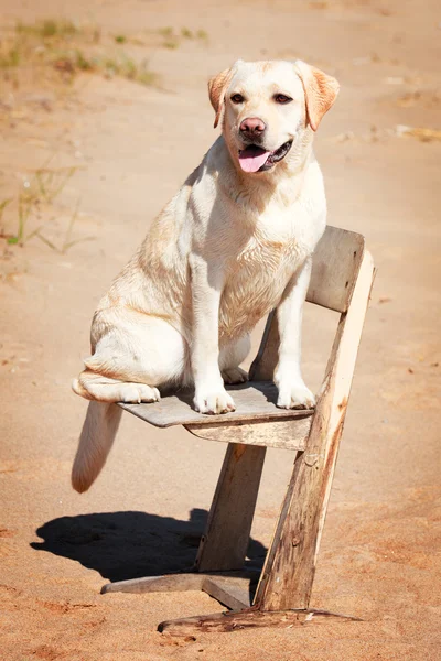 Animales. — Foto de Stock