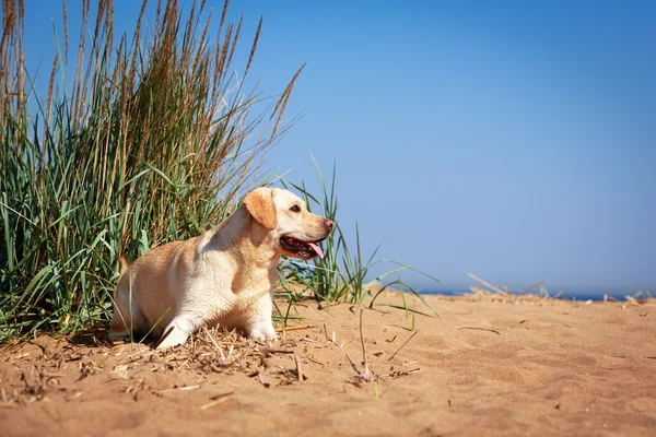 Animal — Stock Photo, Image