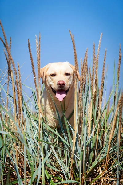 Animal — Stock Photo, Image