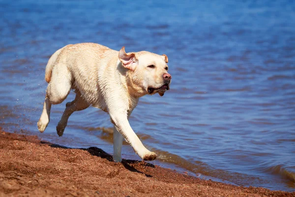 Animali — Foto Stock