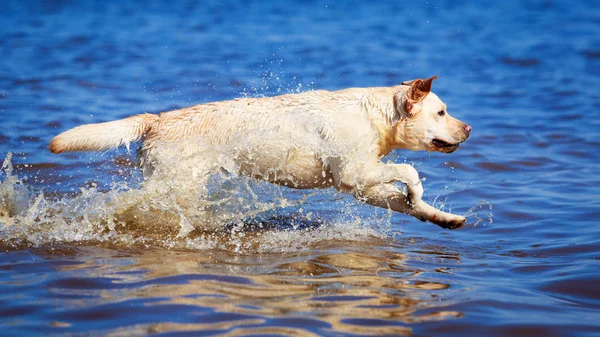 Animali — Foto Stock