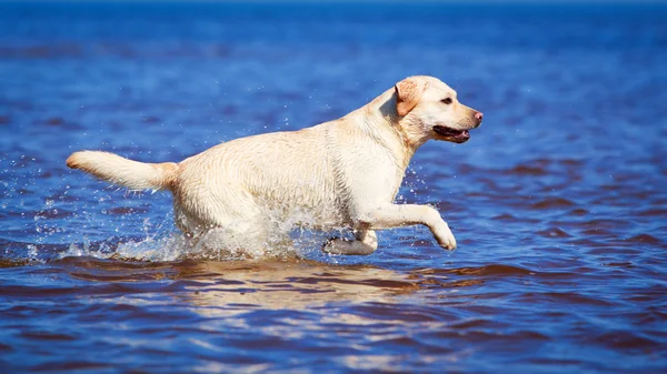 Animais — Fotografia de Stock