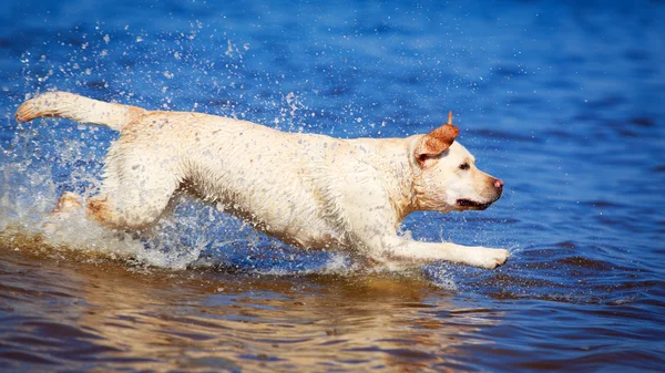 Animais — Fotografia de Stock