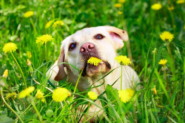 Animais — Fotografia de Stock